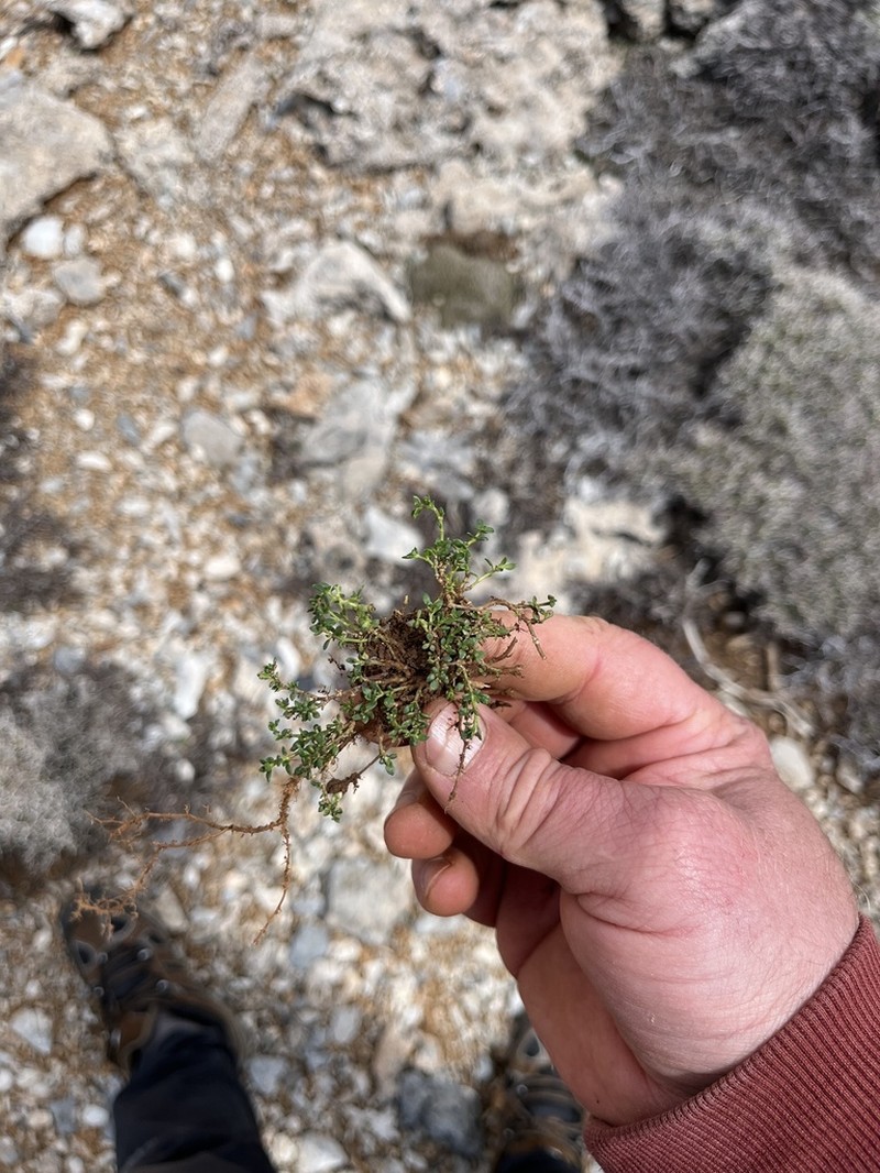 Herniaria parnassica photo 2