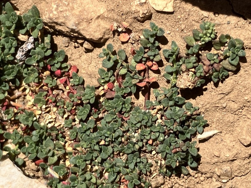 Herniaria parnassica photo 3