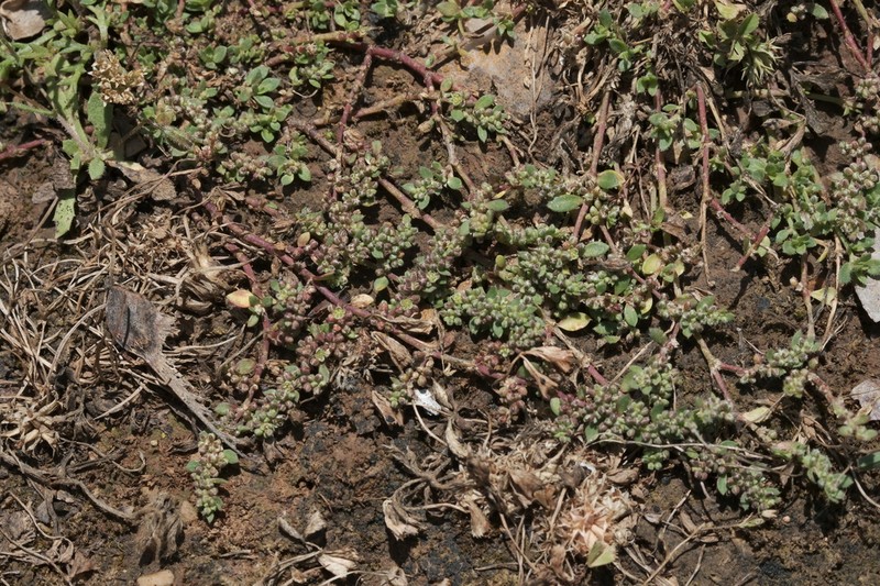 Herniaria parnassica photo 5