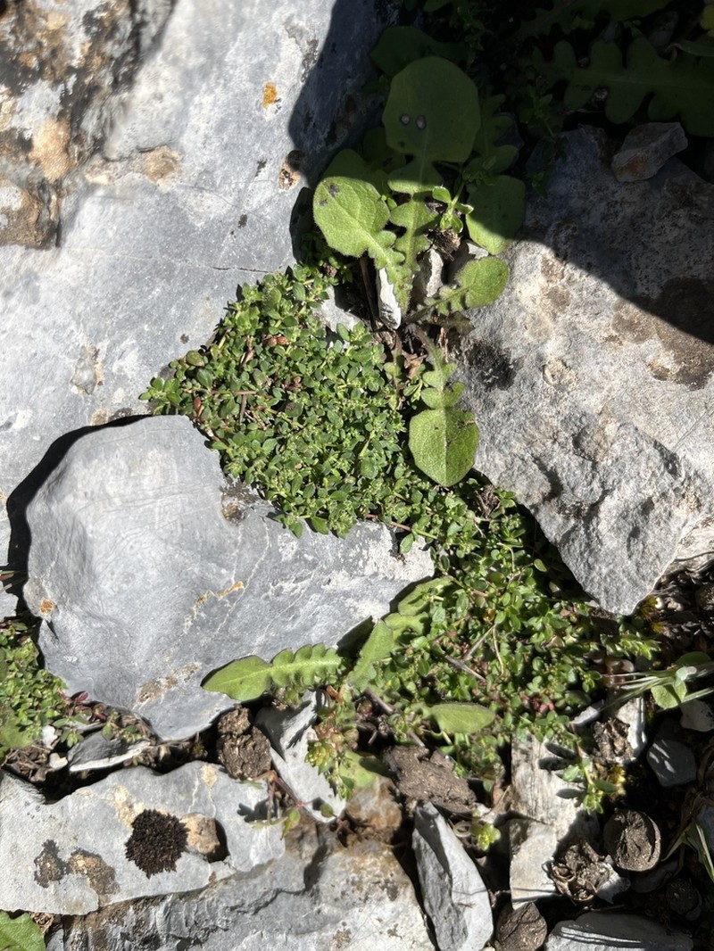 Herniaria parnassica photo 6