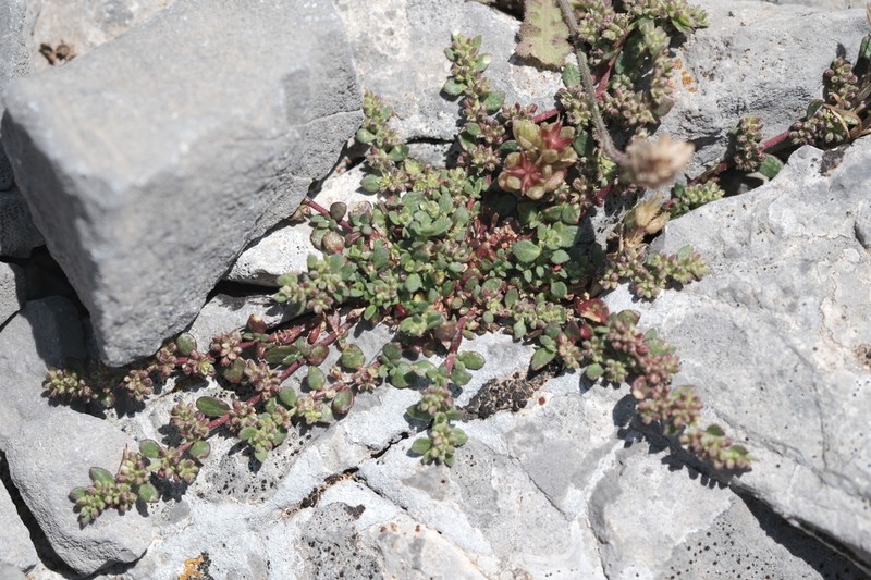 Herniaria parnassica photo 7