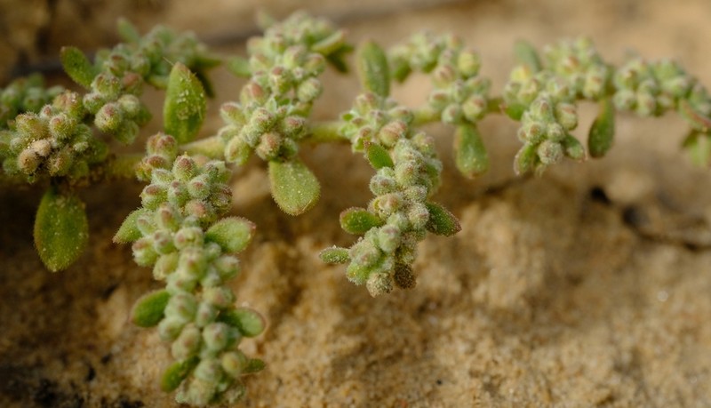 Herniaria pearsonii