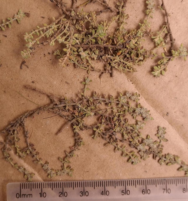 Herniaria pearsonii photo 2
