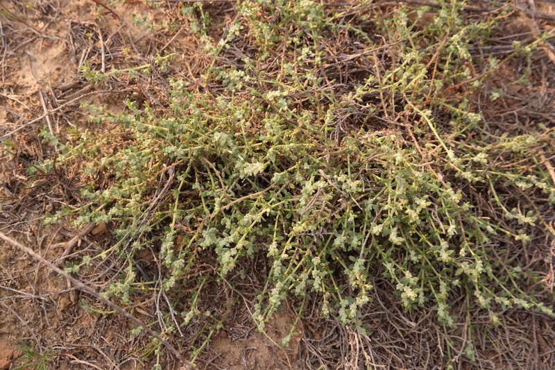 Herniaria pearsonii photo 3