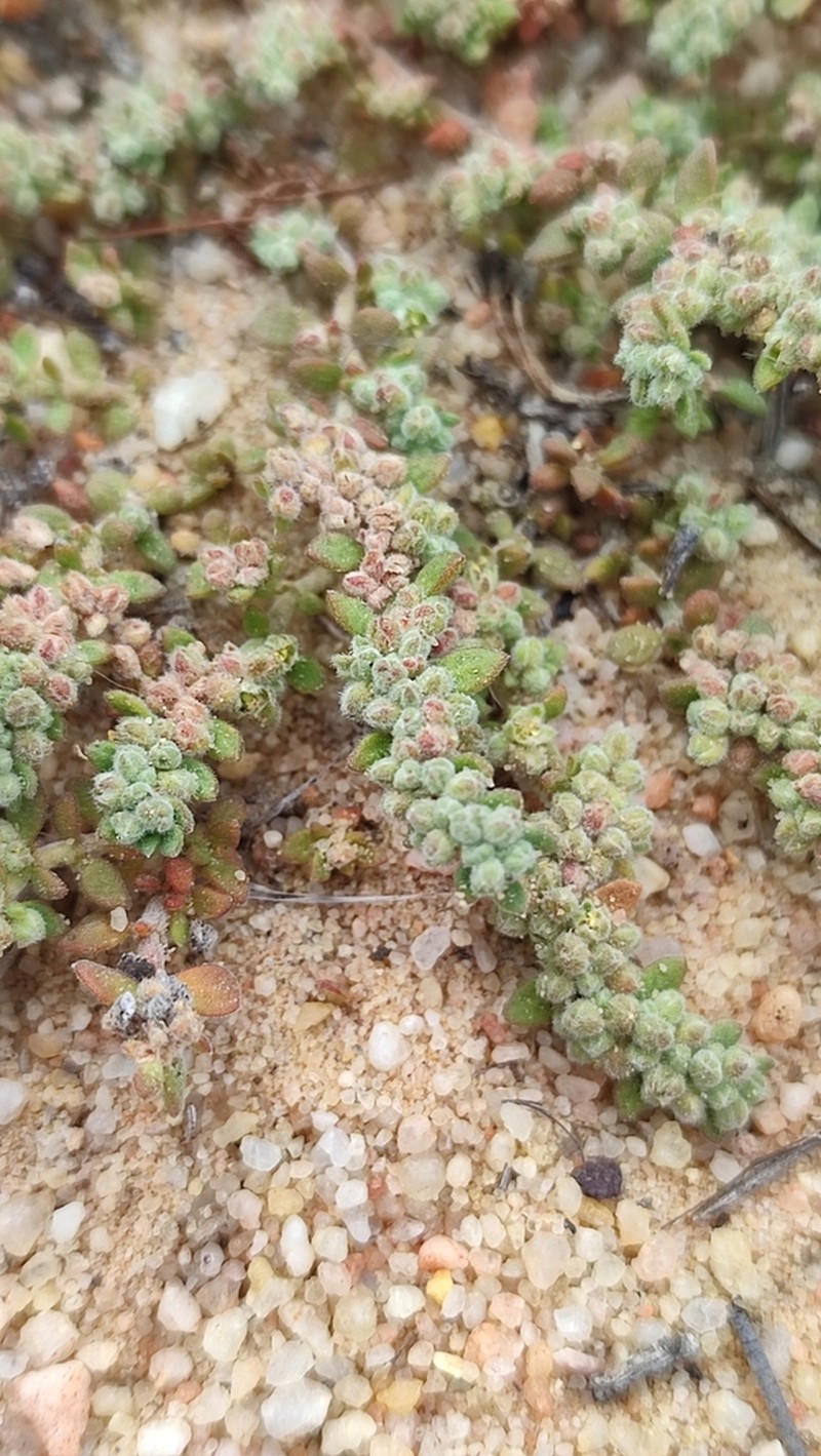 Herniaria pearsonii photo 4