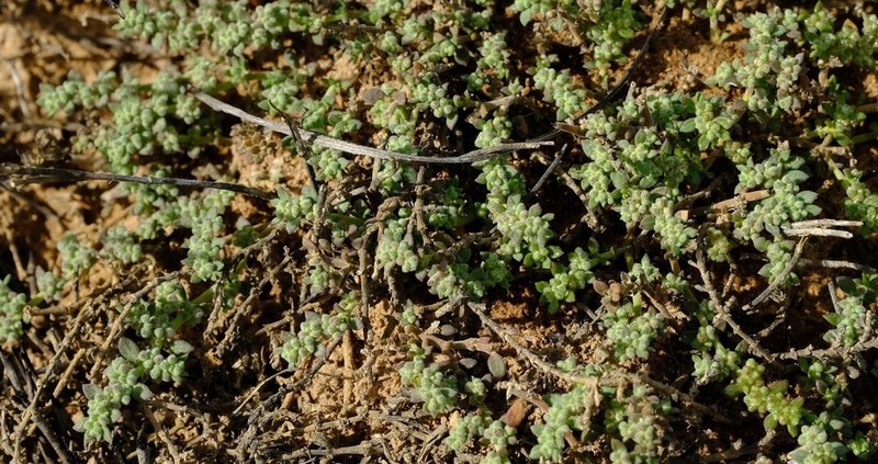 Herniaria pearsonii photo 5