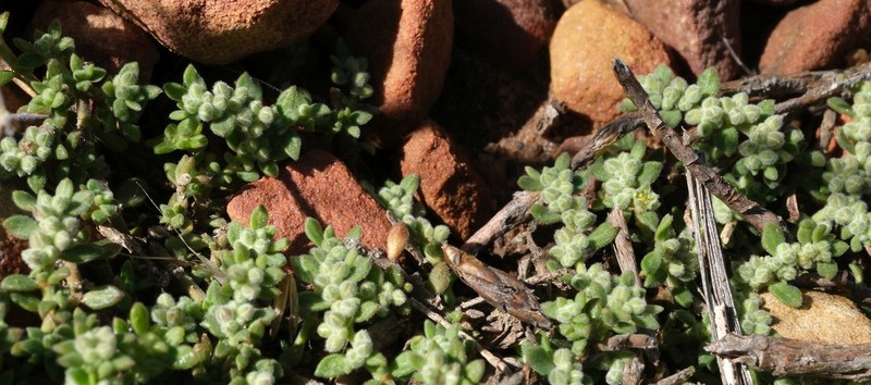 Herniaria pearsonii photo 6