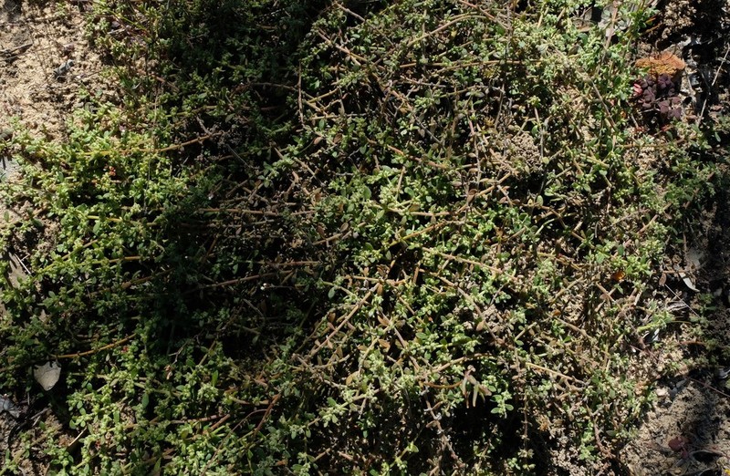 Herniaria pearsonii photo 7