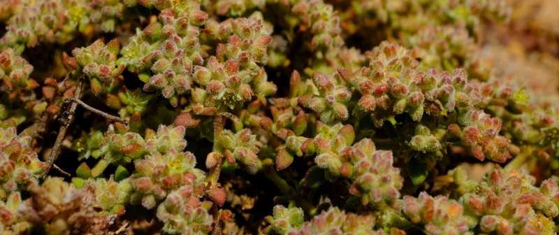 Herniaria pearsonii photo 8