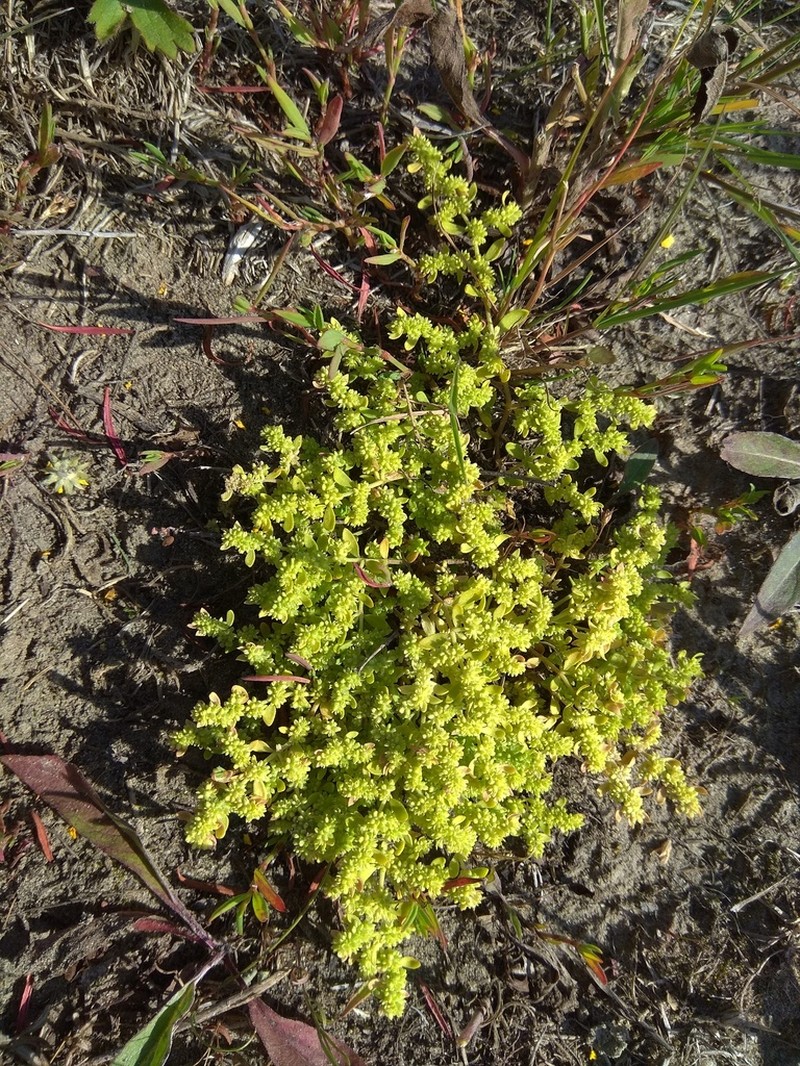 Herniaria polygama