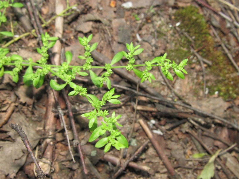 Herniaria polygama photo 2
