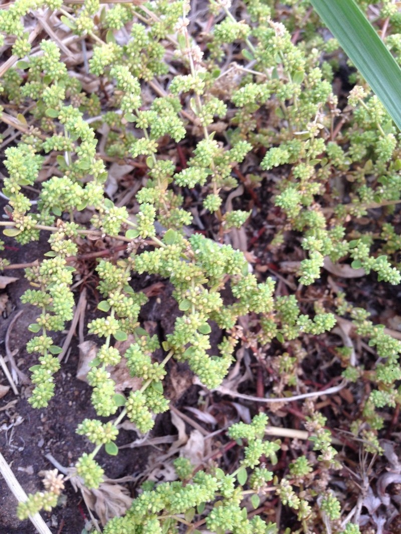 Herniaria polygama photo 3