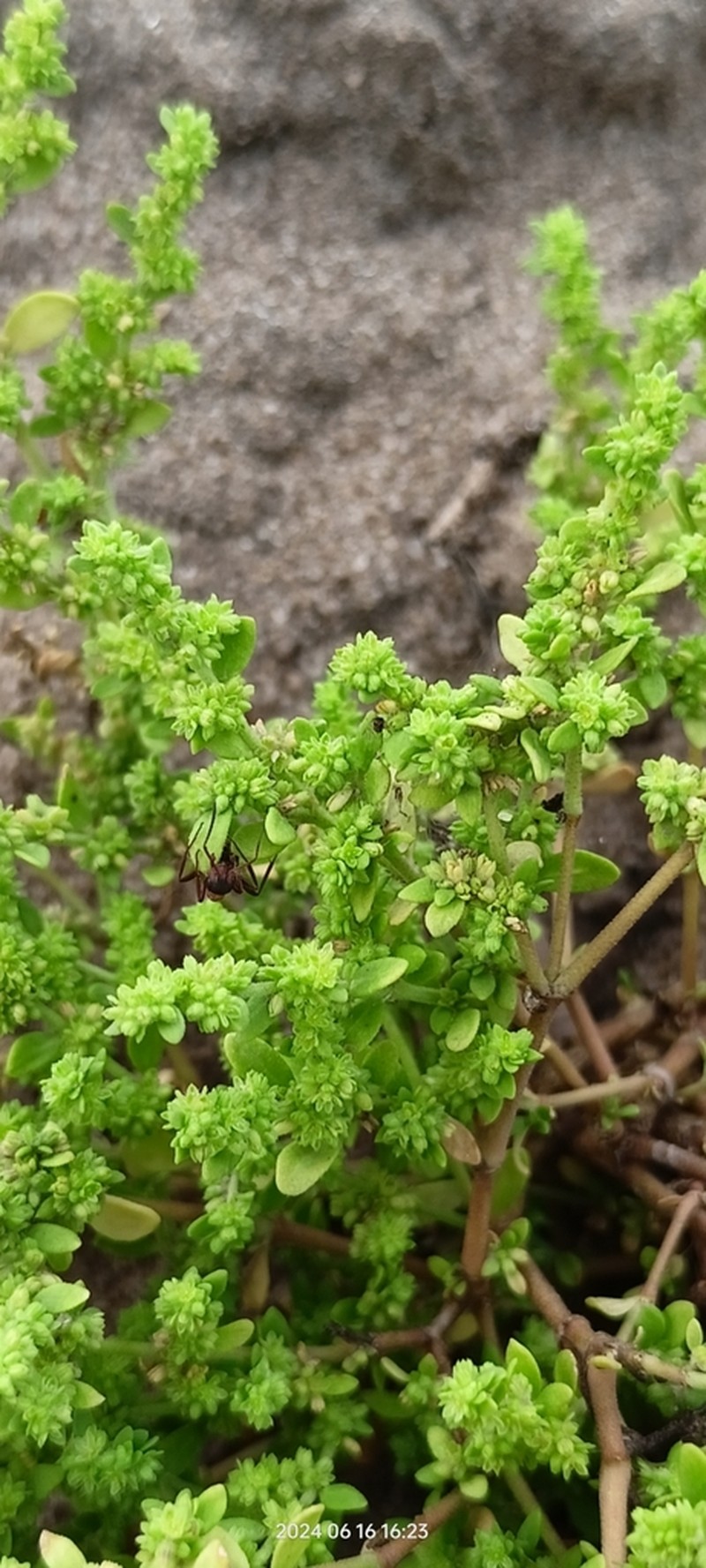 Herniaria polygama photo 4