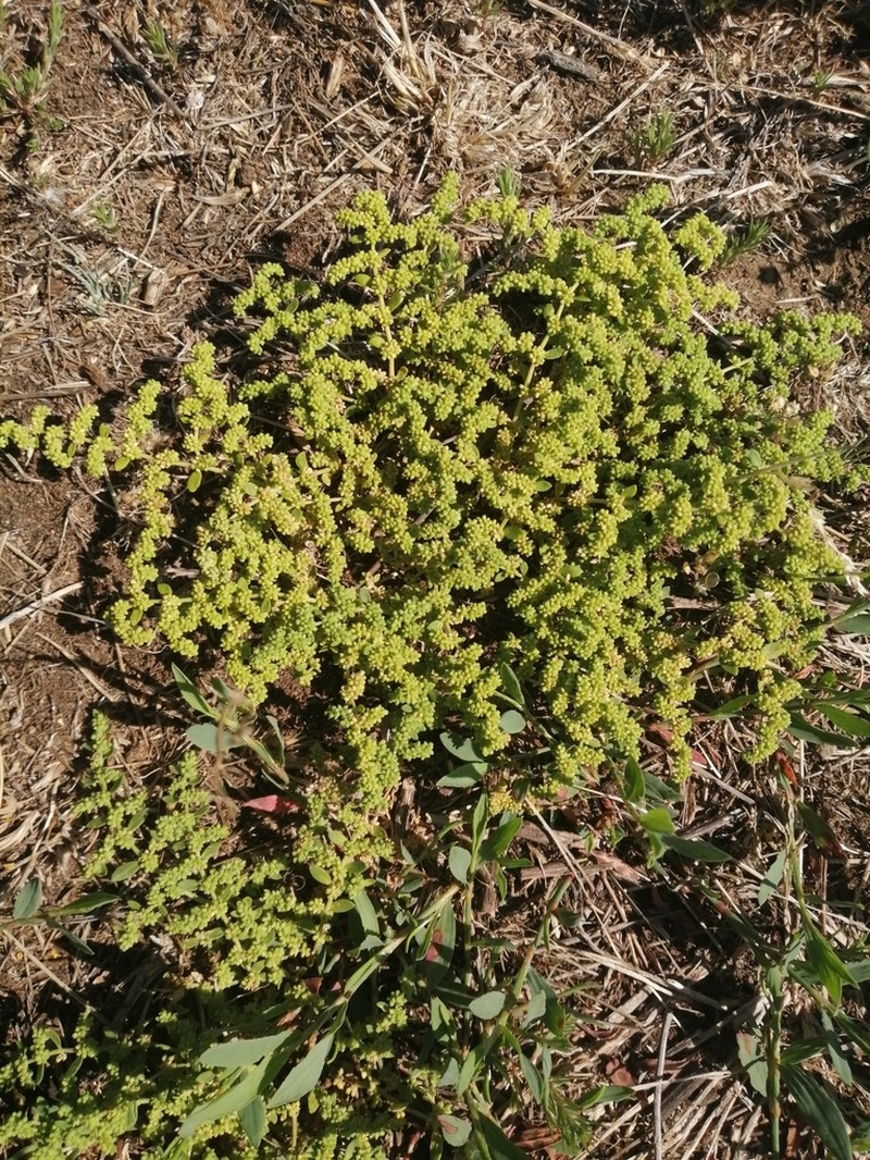 Herniaria polygama photo 6