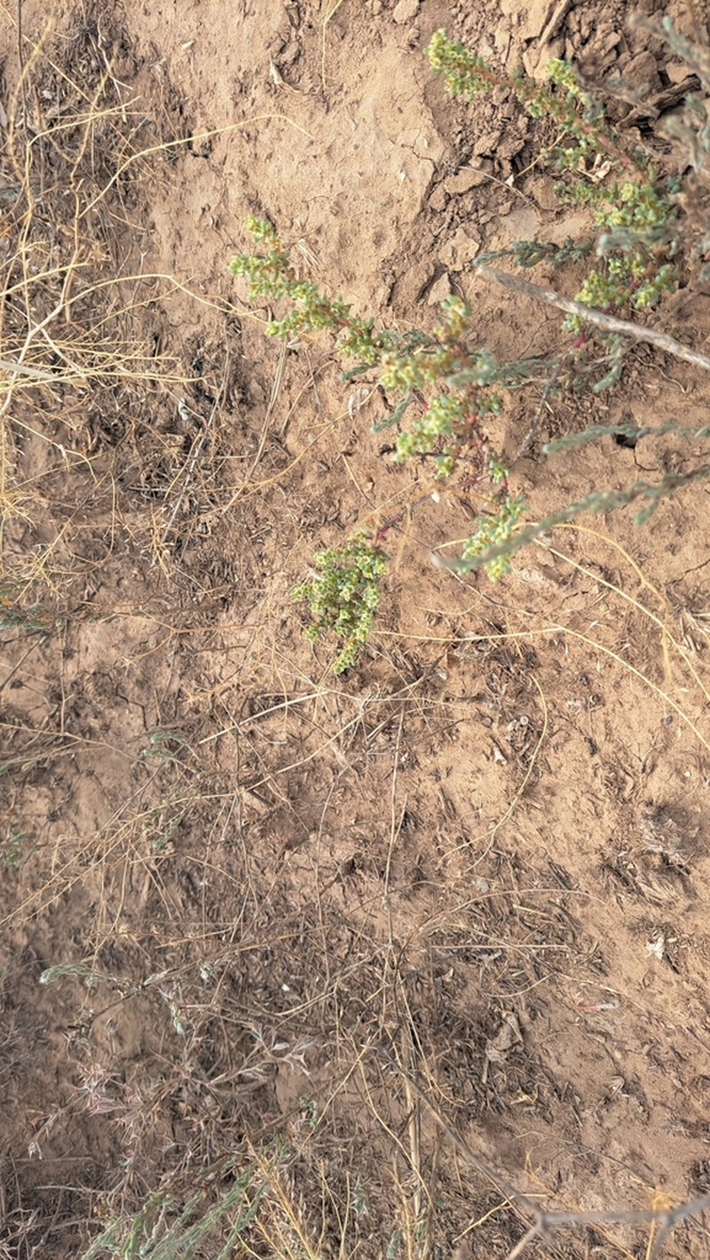 Herniaria polygama photo 7