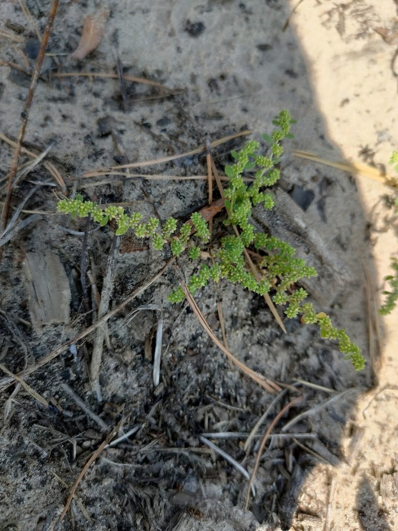 Herniaria polygama photo 8