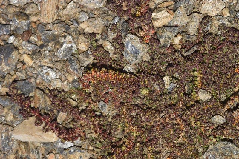 Herniaria scabrida