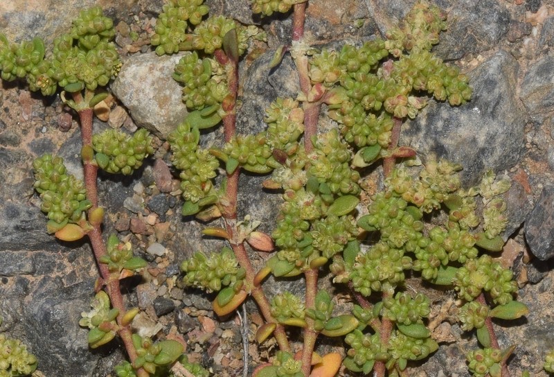 Herniaria scabrida photo 2
