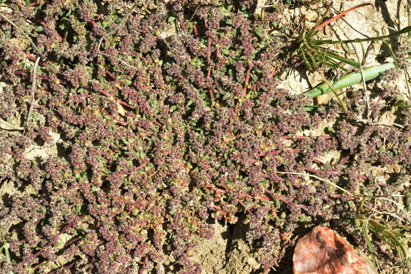 Herniaria scabrida photo 3