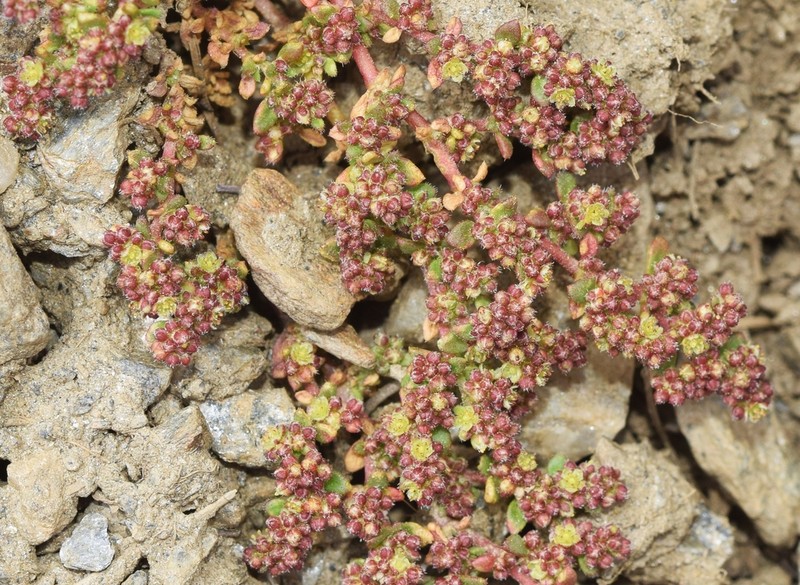 Herniaria scabrida photo 4