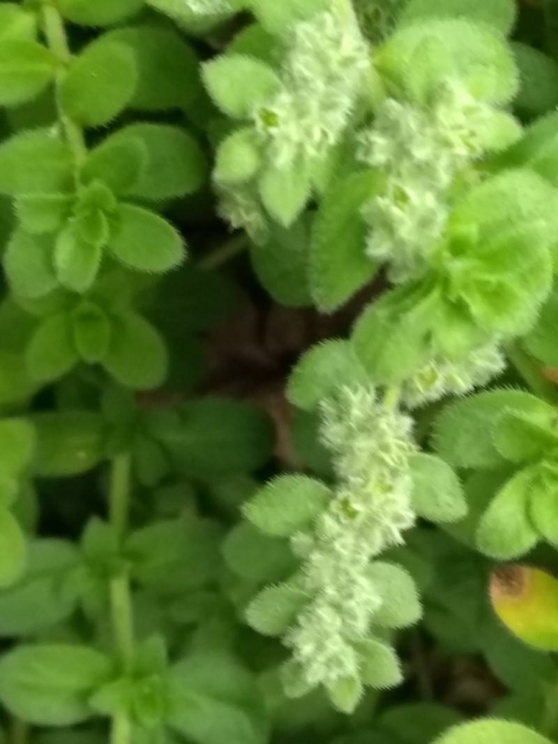 Herniaria scabrida photo 5