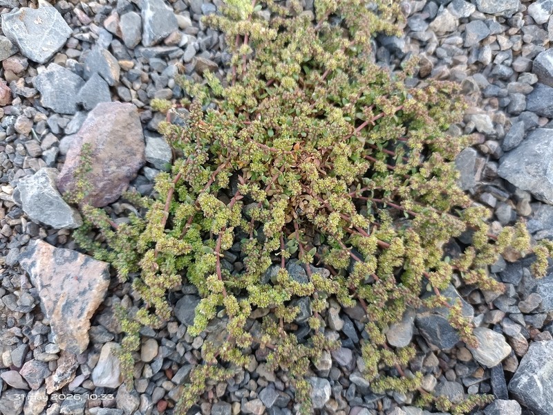 Herniaria scabrida photo 6