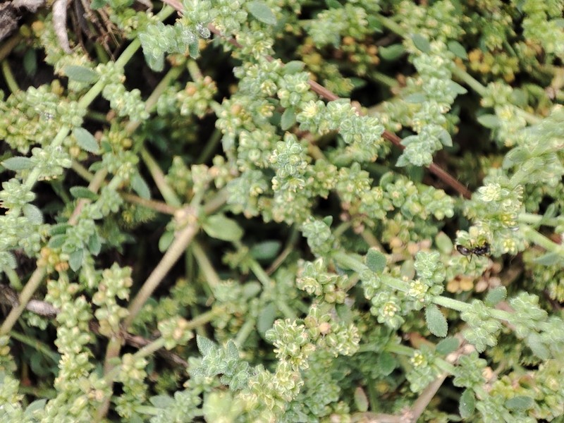 Herniaria scabrida photo 8
