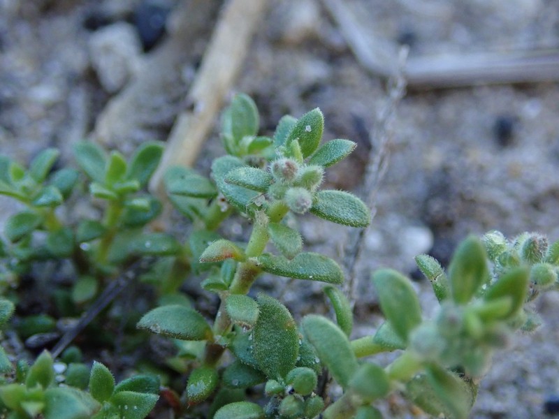 Herniaria schlechteri