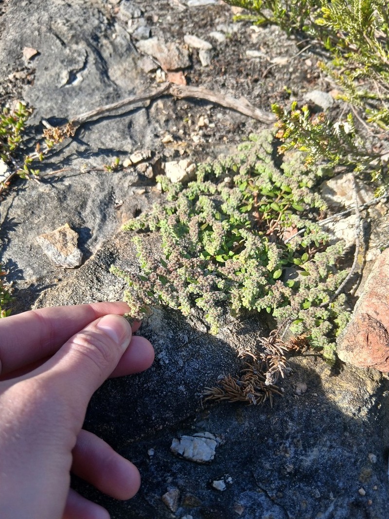 Herniaria schlechteri photo 2