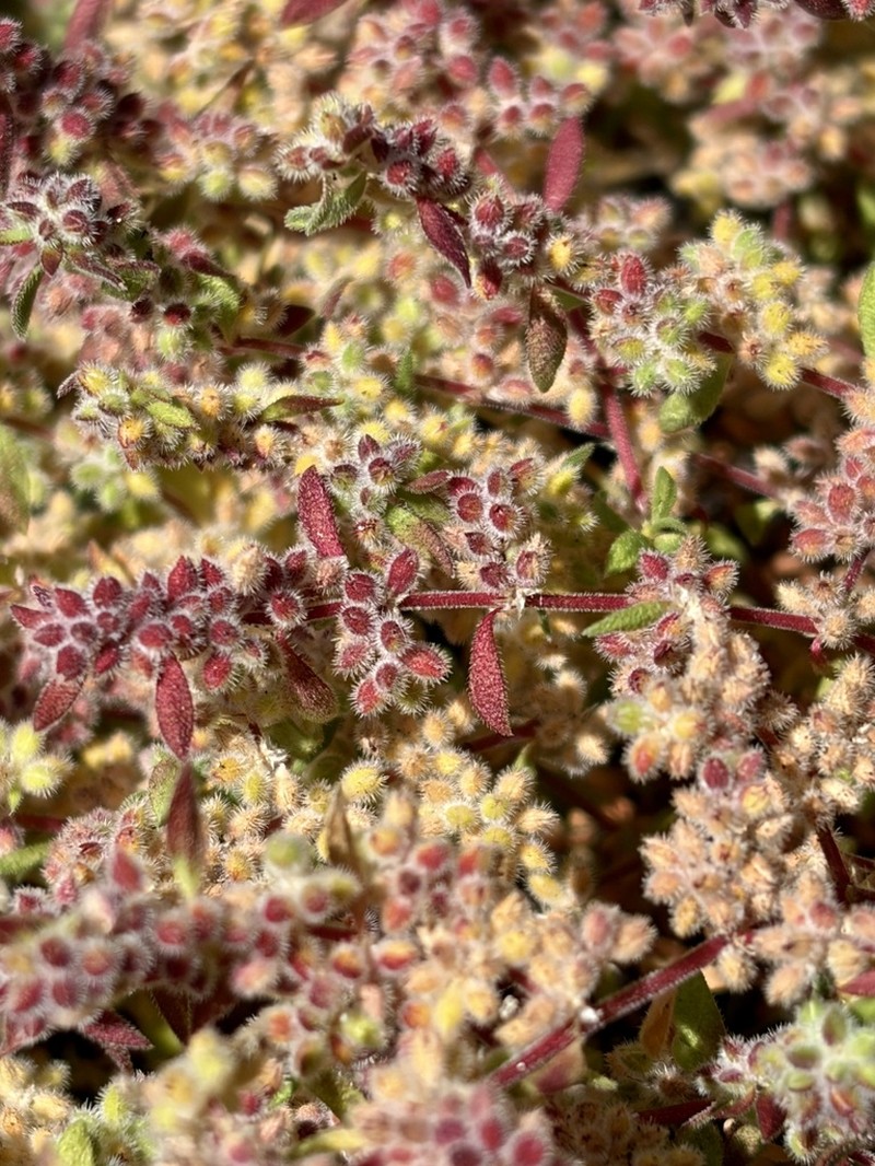 Herniaria schlechteri photo 3