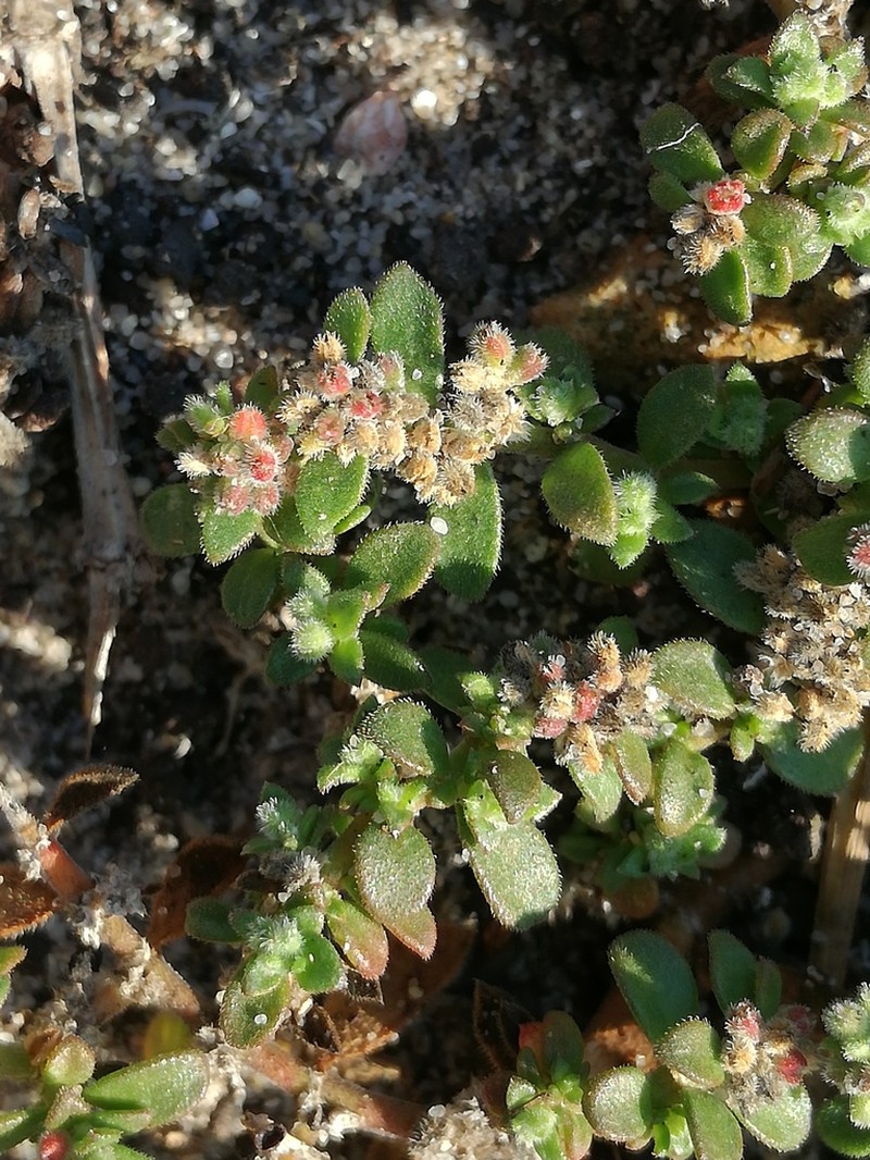 Herniaria schlechteri photo 4