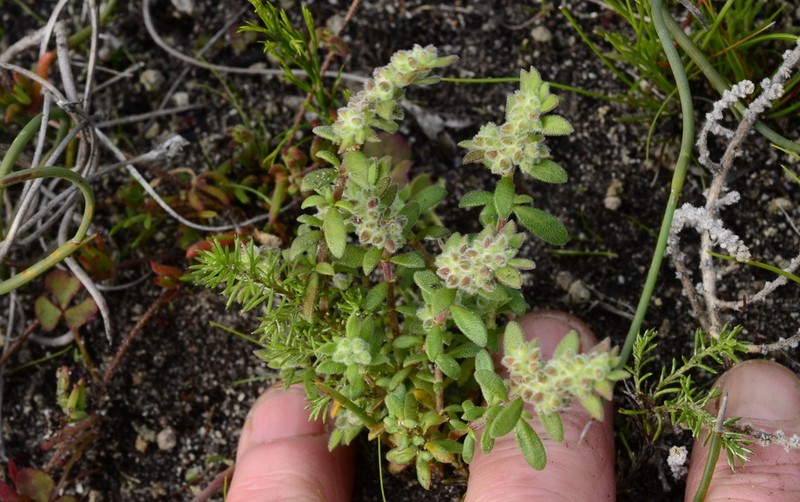 Herniaria schlechteri photo 5