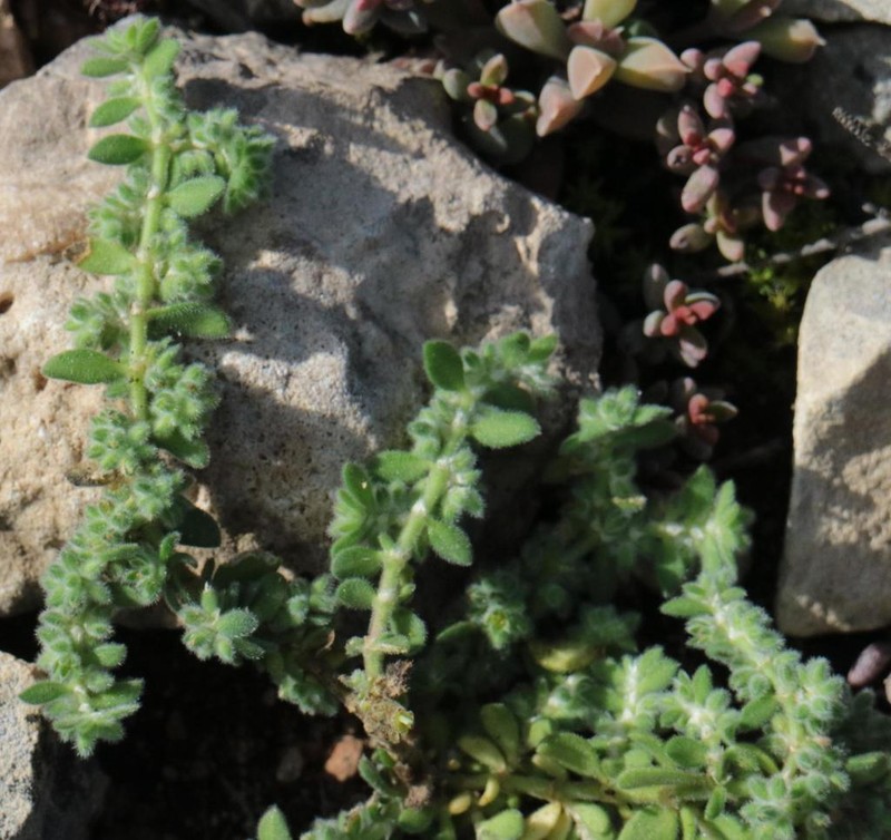 Herniaria schlechteri photo 7
