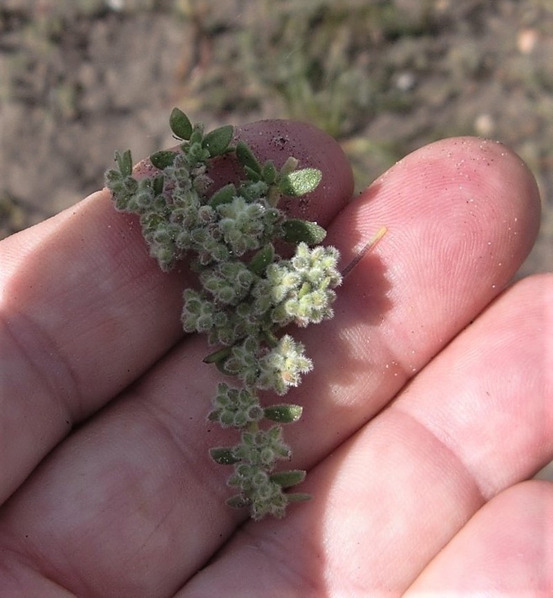 Herniaria schlechteri photo 8