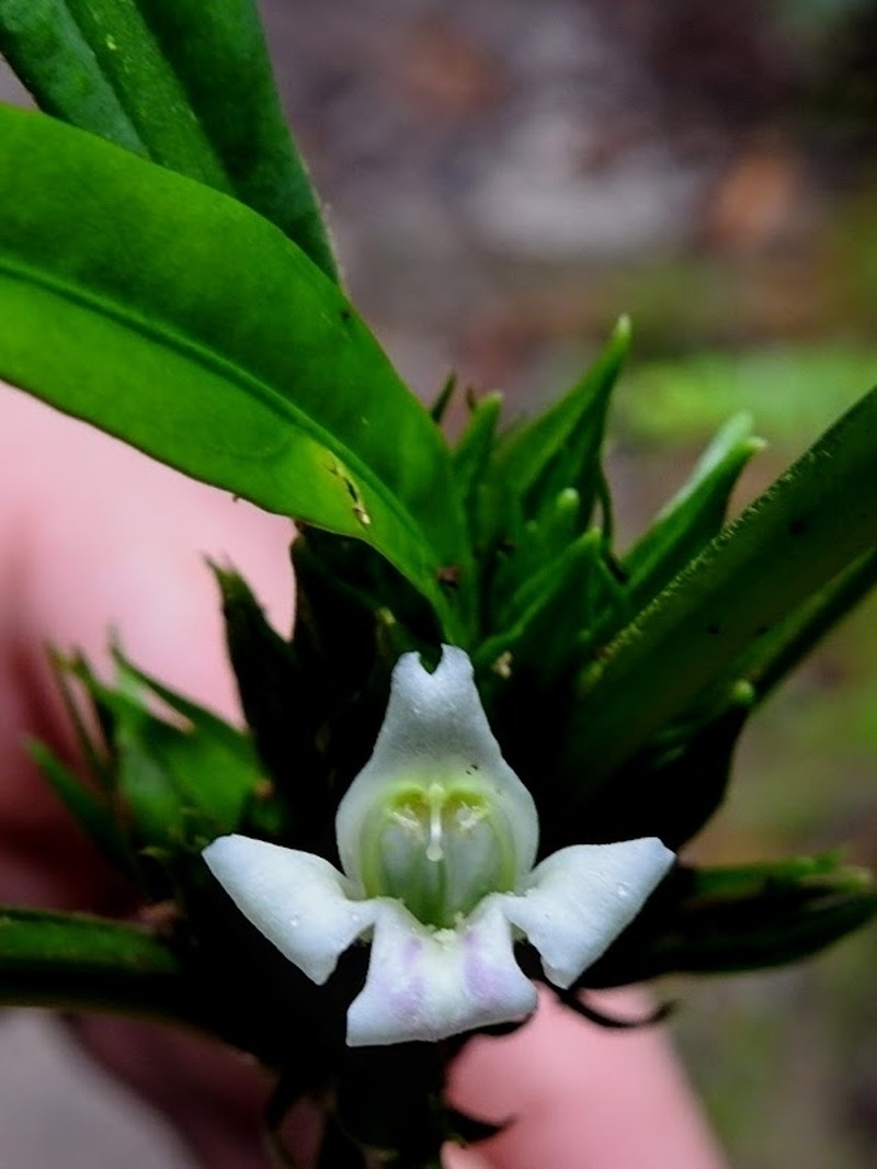 Herpetacanthus acuminatus