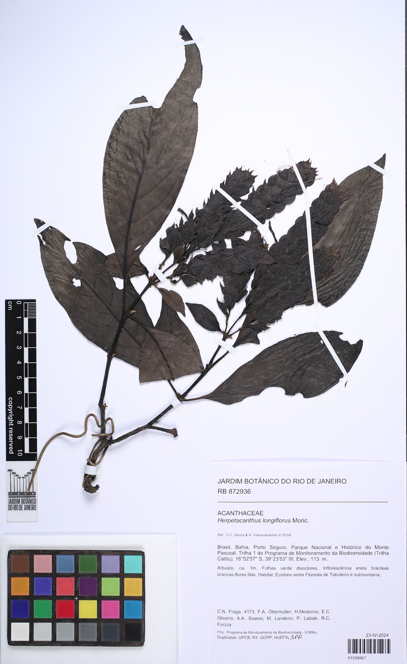 Herpetacanthus longiflorus
