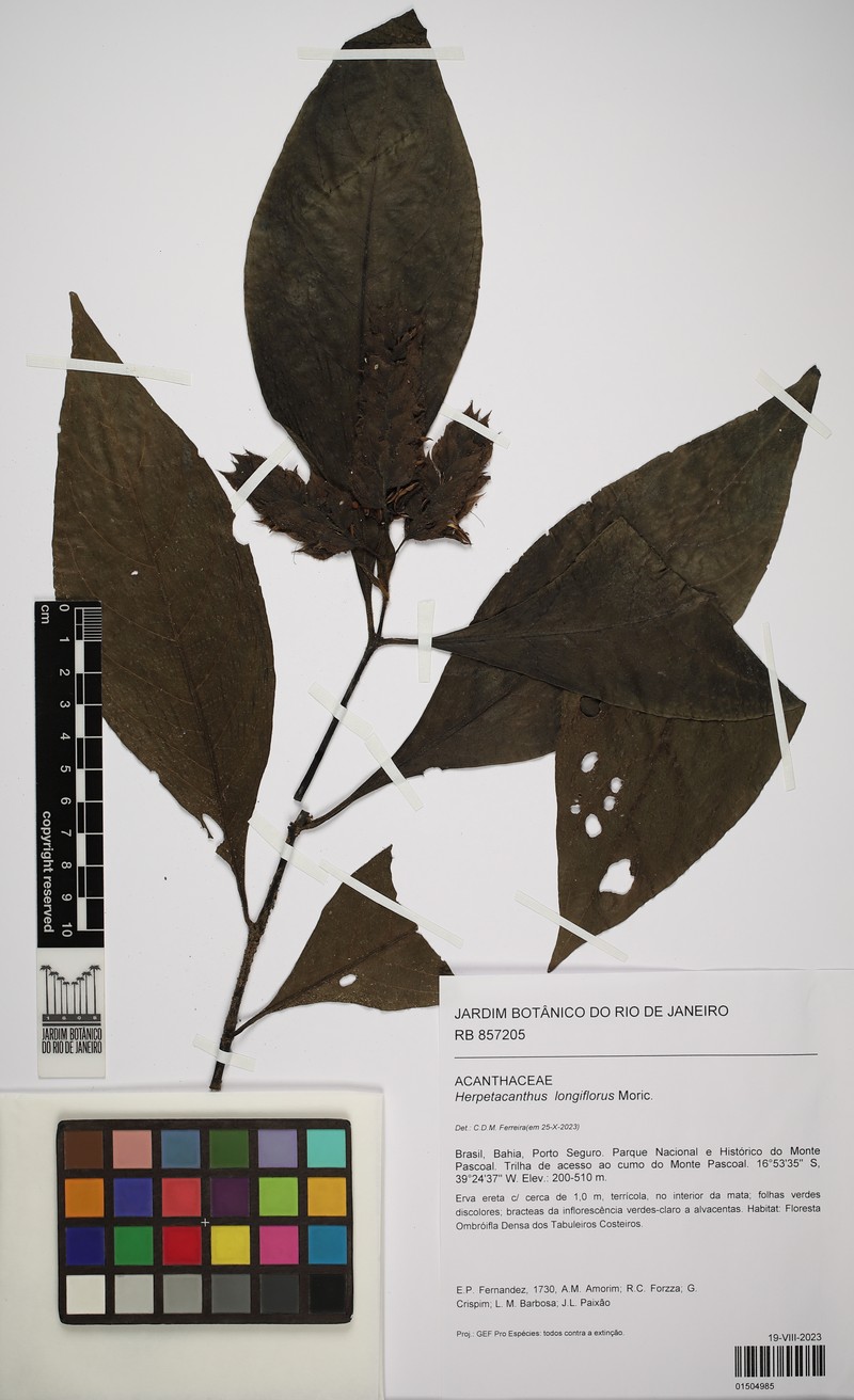 Herpetacanthus longiflorus photo 2