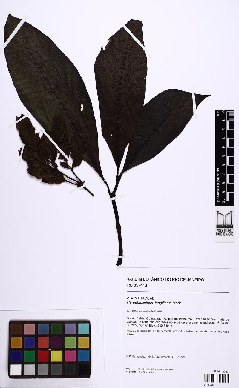 Herpetacanthus longiflorus photo 3