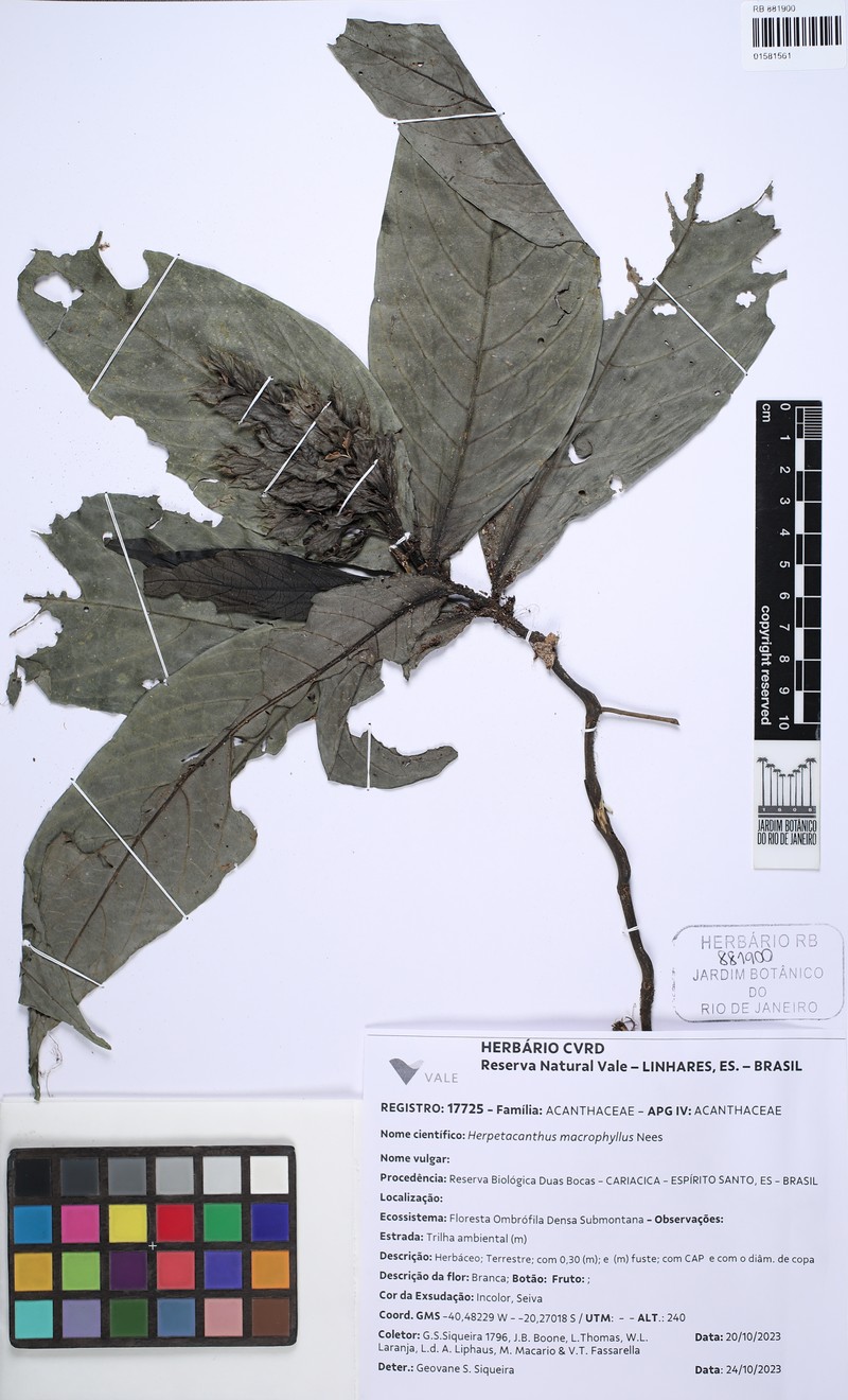Herpetacanthus macrophyllus