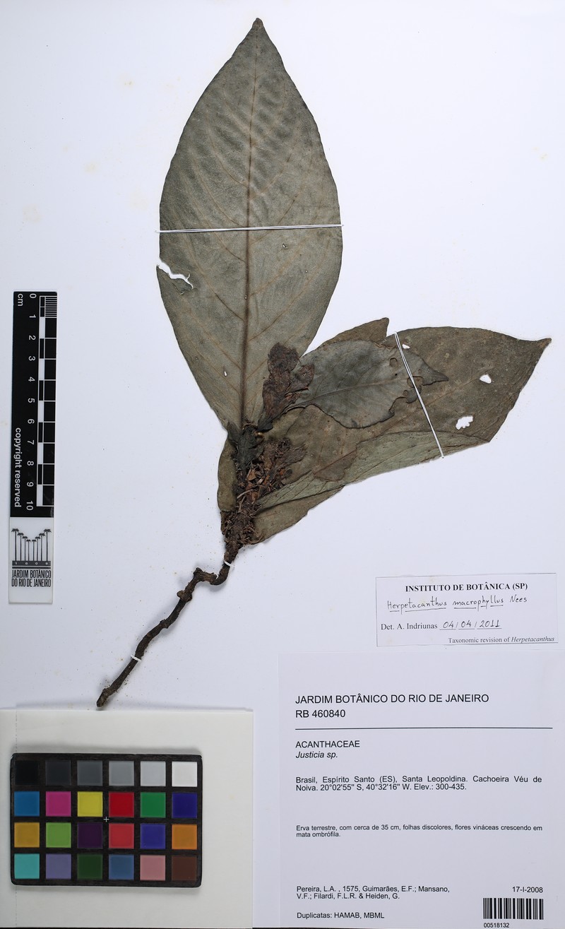 Herpetacanthus macrophyllus photo 2