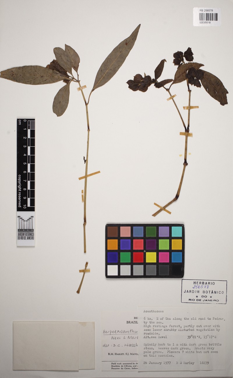 Herpetacanthus melancholicus