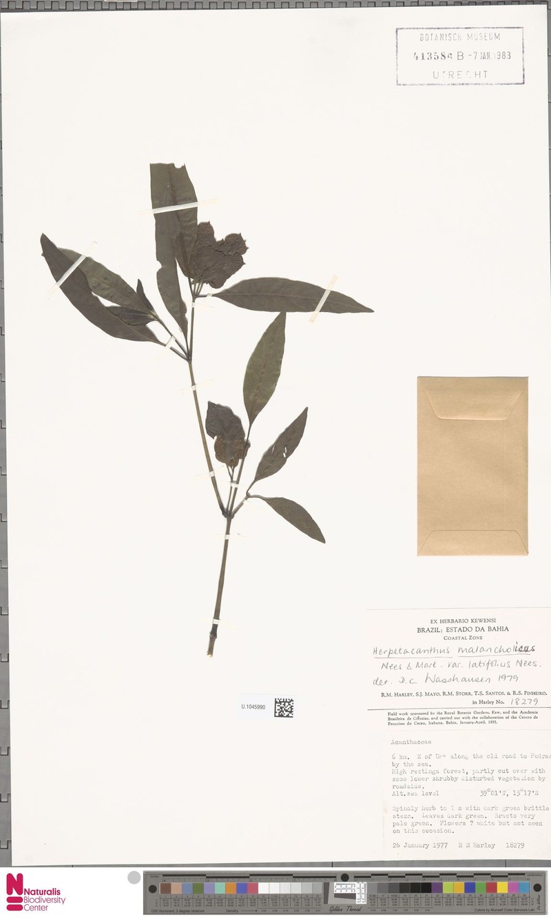 Herpetacanthus melancholicus photo 2