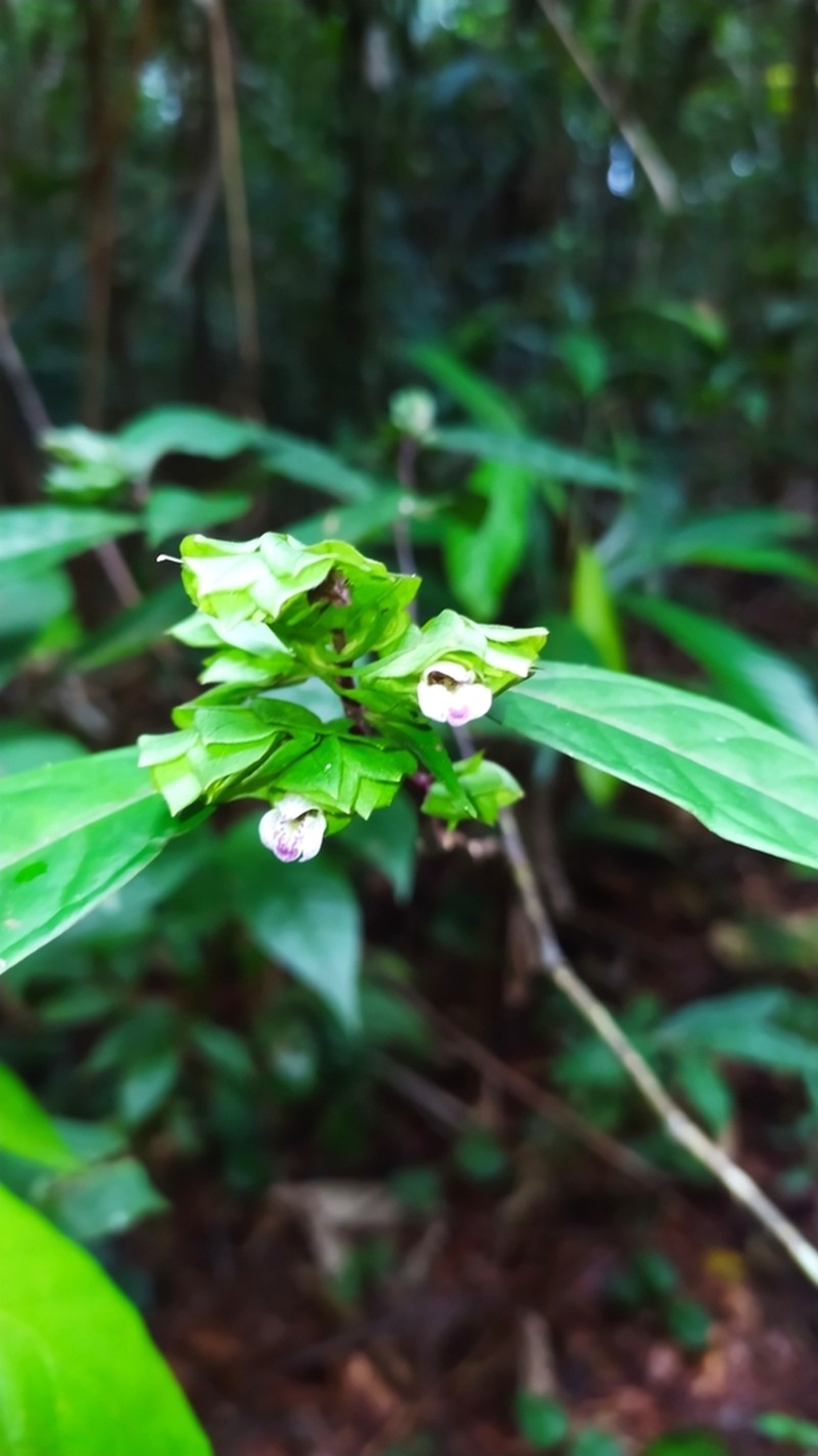 Herpetacanthus rotundatus