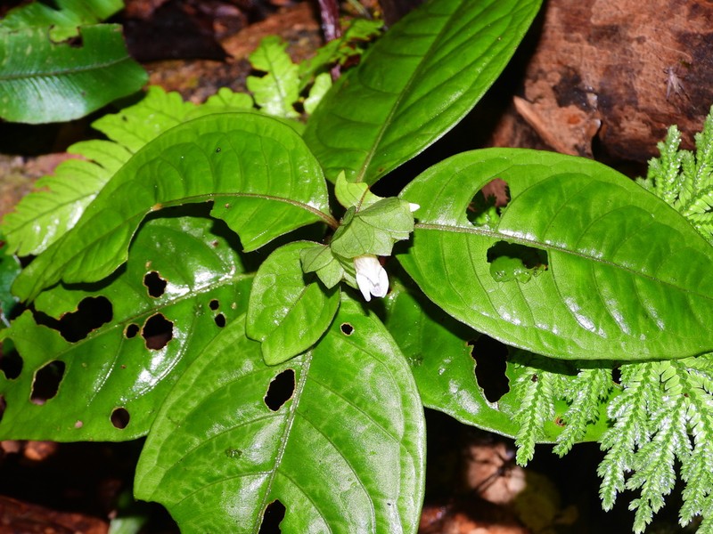 Herpetacanthus rotundatus photo 2