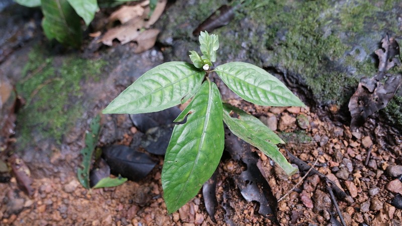 Herpetacanthus rotundatus photo 3