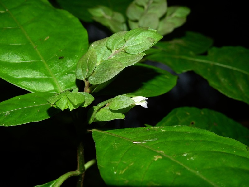 Herpetacanthus rotundatus photo 4