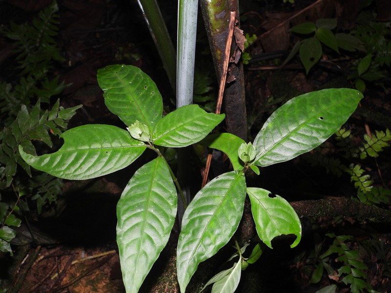 Herpetacanthus rotundatus photo 5
