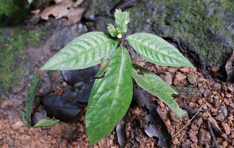 Herpetacanthus rotundatus photo 6