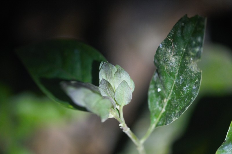 Herpetacanthus rotundatus photo 7