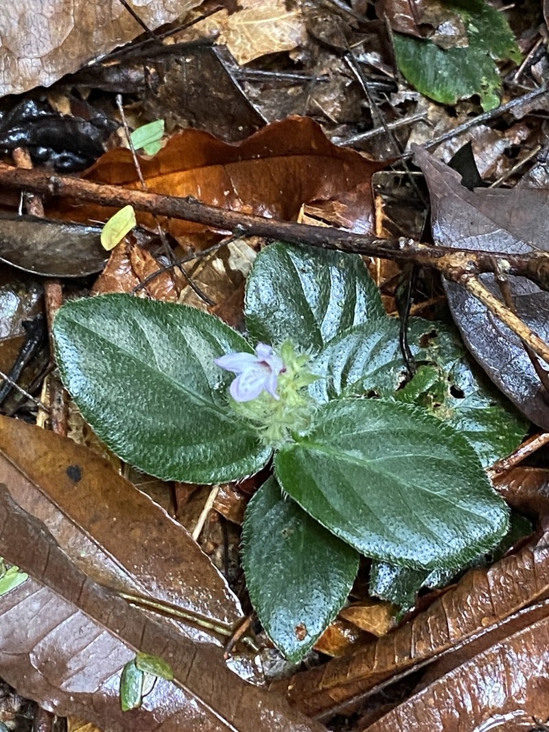 Herpetacanthus rubiginosus